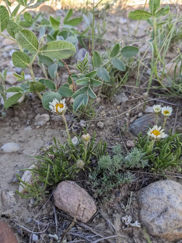 Taprooted fleabane wildflowers on the prairie