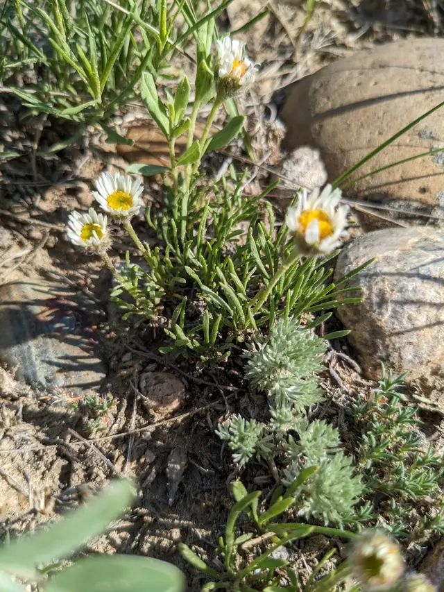 Taprooted Fleabane wildflowers on dry ground