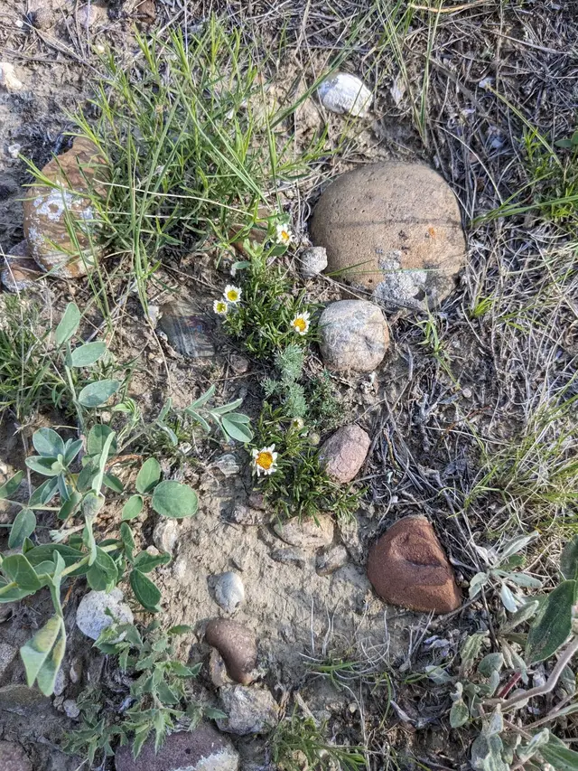 Taprooted fleabane wildflowers among stones